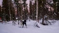 Husky Sledge Safari (1.5km), Levi