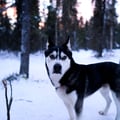 Husky Sledge Safari (1.5km), Levi