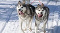 Husky Sledge Safari (1.5km), Levi