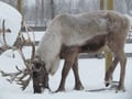By snowmobile to the reindeer farm - Private group