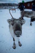 By snowmobile to the reindeer farm - Private group