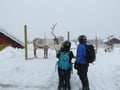 By snowmobile to the reindeer farm - Private group