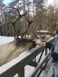 Helsinki Highlights and Nuuksio Reindeer Park
