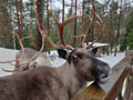 Helsinki Highlights and Nuuksio Reindeer Park