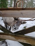 Helsinki Highlights and Nuuksio Reindeer Park