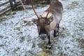 Helsinki Highlights and Nuuksio Reindeer Park