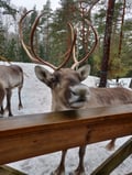 Helsinki Highlights and Nuuksio Reindeer Park