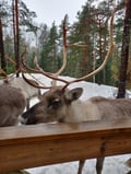 Helsinki Highlights and Nuuksio Reindeer Park