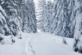 Trip to Riisitunturi National Park