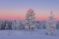 Private Snowshoe Adventure (Half Day)