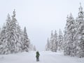 Private Snowshoe Adventure (Half Day)