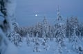 Private Snowshoe Adventure (Half Day)