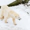 Family Friendly Visit to Ranua Wildlife Park