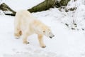 Family Friendly Visit to Ranua Wildlife Park