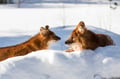 Family Friendly Visit to Ranua Wildlife Park