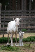 Canoe Trip to Authentic Reindeer Farm