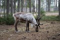Canoe Trip to Authentic Reindeer Farm
