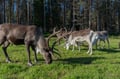 The Ultimate Arctic Animals Trip in Lapland