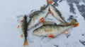 Snowmobile Safari And Ice-Fishing for Adults