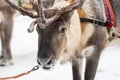 Rovaniemi: Insider Reindeer Farm Visit and Short Sleigh Ride