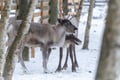 Rovaniemi: Insider Reindeer Farm Visit and Short Sleigh Ride