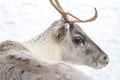 Rovaniemi: Insider Reindeer Farm Visit and Short Sleigh Ride