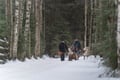 Rovaniemi: Insider Reindeer Farm Visit and Short Sleigh Ride