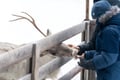 Rovaniemi: Insider Reindeer Farm Visit and Short Sleigh Ride