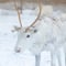Rovaniemi: Insider Reindeer Farm Visit and Short Sleigh Ride