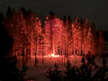 A winter forest landscape, where the fire of a campfire lights up the tall pines in orange beneath the dark starry sky.
