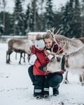 Reindeer farm visit
