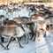 Morning feeding of hundreds of reindeer in Kujalan Porotila Reindeer Farm since 1860
