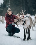 Reindeer feeding in Kujala Reindeer farm