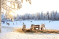 Reindeer farm visit