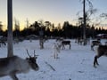 Reindeer & Ice Fishing Adventure with Lunch - A True Lapland Day