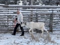 Reindeer & Ice Fishing Adventure with Lunch - A True Lapland Day