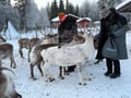 Reindeer & Ice Fishing Adventure with Lunch - A True Lapland Day