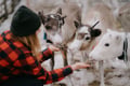 Woman feeding reindeer at a reindeer farm