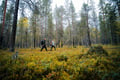 Private - Sightseeing and Hike to Särkifell with BBQ