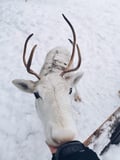 Meet the Reindeer