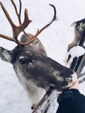 Meet the Reindeer