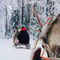 Meet the Reindeer
