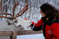 Meet the Reindeer