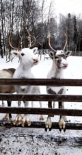 Meet the Reindeer