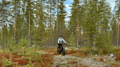 Electric Fat Biking at a Reindeer Farm in Rovaniemi