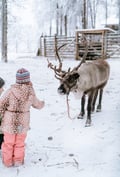 Snowmobile tour reindeers reindeer levi lapland snow adrenaline