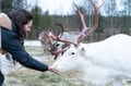 Reindeer Farm Experience (with Safari Option)