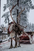 Reindeer Farm Experience (with Safari Option)