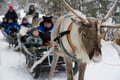Authentic Reindeer Farm Visit & Short Sleigh Ride