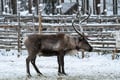 Reindeer Farm Experience (with Safari Option)